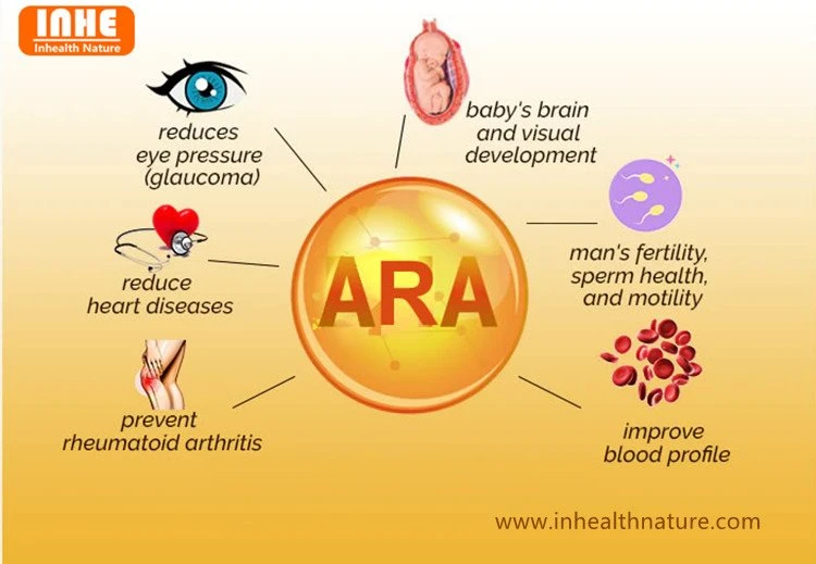 ARA Arachidonic Acid Benefit