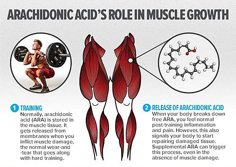 ARA body building